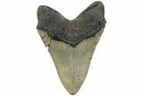 Fossil Megalodon Tooth - North Carolina #226485-2